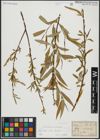 Foto von Salix alba L. x Salix fragilis L.
